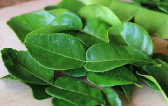 The 5 Best Substitutes for Kaffir Lime Leaves