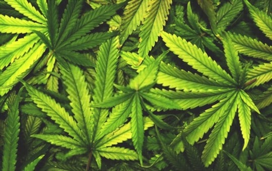 The 5 Best Substitutes for Marijuana