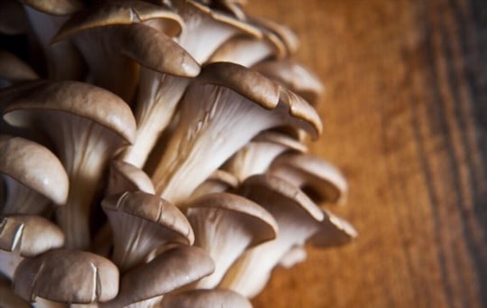 The 5 Best Substitutes for Oyster Mushrooms