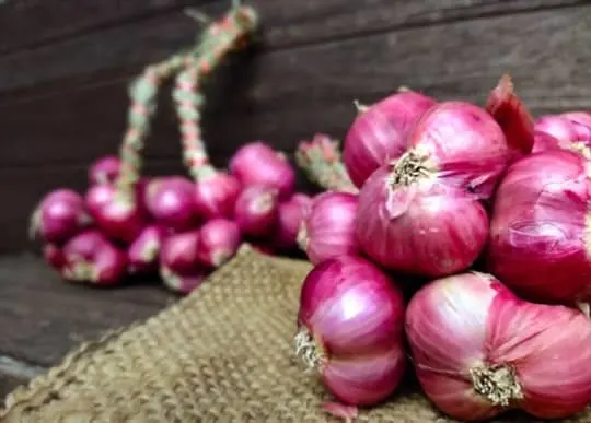 The 5 Best Substitutes for Red Onions