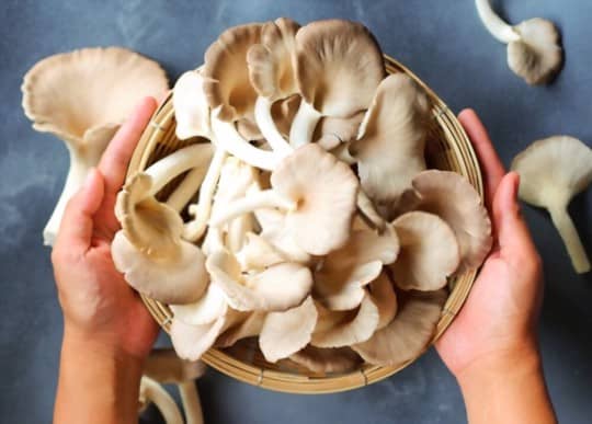 what are oyster mushrooms