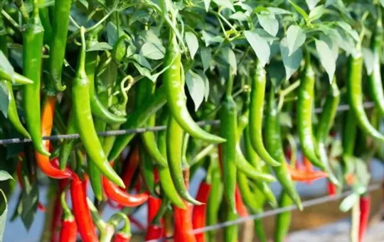 long green chile pepper