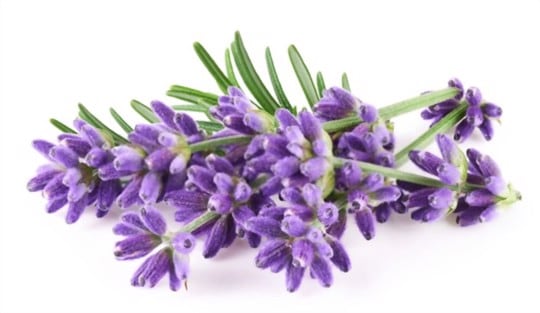 The 5 Best Substitutes for Lavender