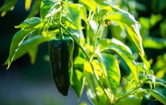 The 5 Best Substitutes for Poblano Peppers