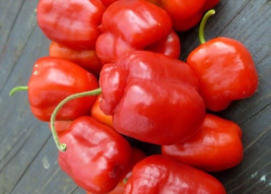 The 5 Best Substitutes for Rocoto Peppers