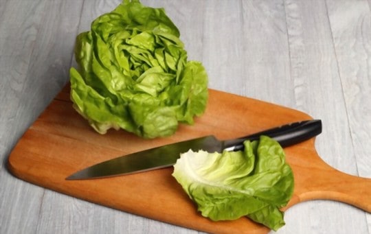 what is bibb lettuce