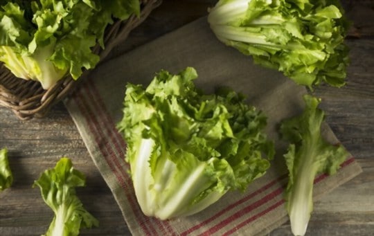 what is escarole lettuce