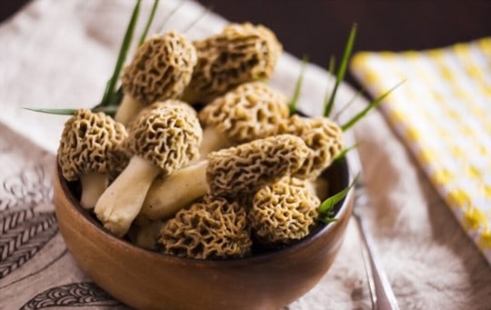 what is morel mushroom