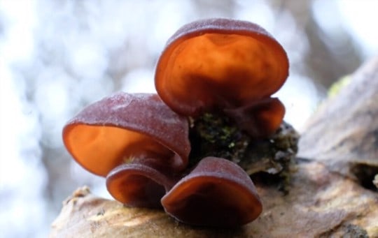 what is wood ear mushroom