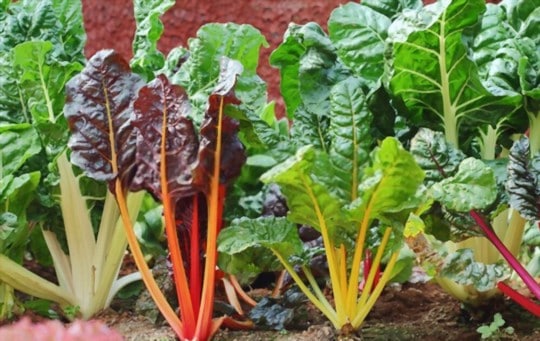 what is swiss chard