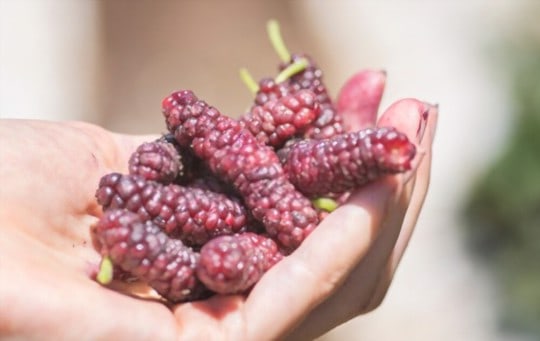 best ways to cook use mulberries