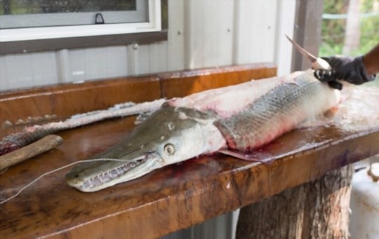 how to prepare and cook alligator gar