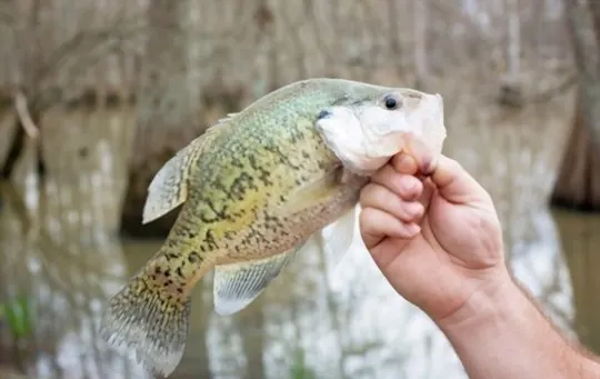 what does crappie taste like