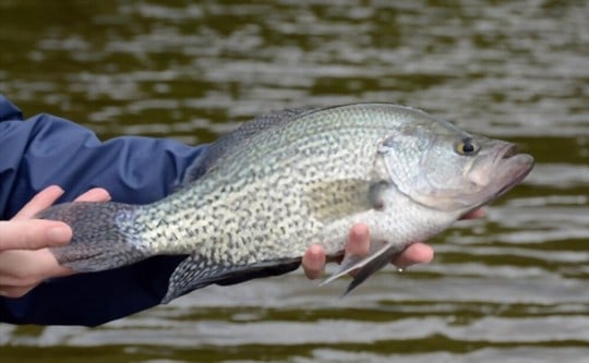 What Does Crappie Taste Like? Does Crappie Taste Good?