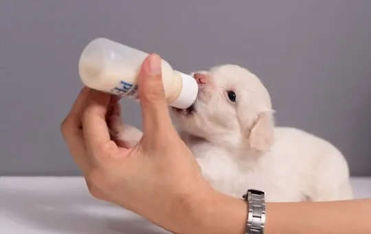 what does dog milk taste like