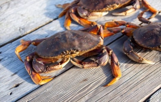 what is dungeness crab