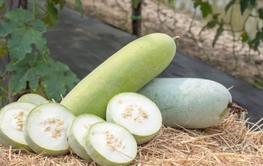 what is winter melon