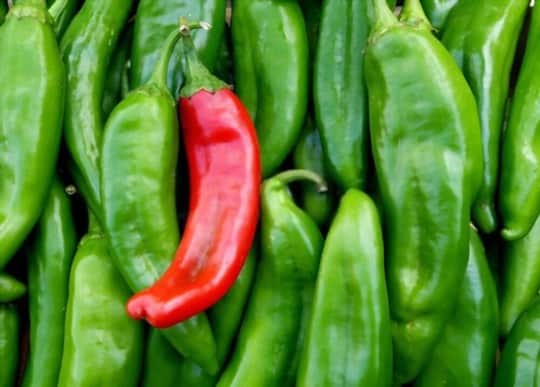 what is green chiles