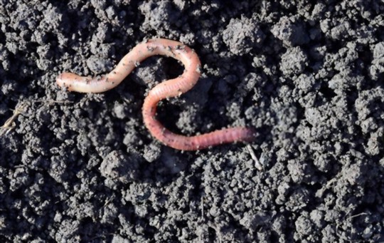 What Do Earthworms Taste Like? Do Earthworms Taste Good?