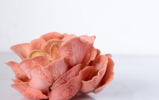 what do pink oyster mushrooms taste like