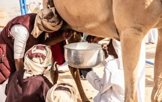 what does camel milk taste like
