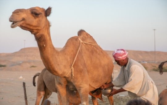 What Does Camel Milk Taste Like? Does Camel Milk Taste Good?