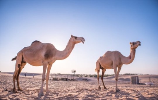 what is camel milk