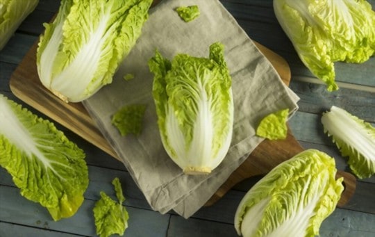 what is napa cabbage