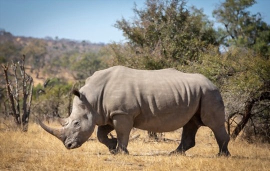 what is rhino