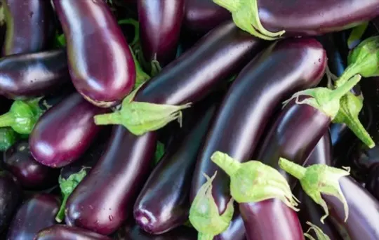 how to choose eggplant
