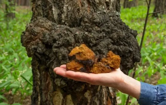 how to cook and use chaga