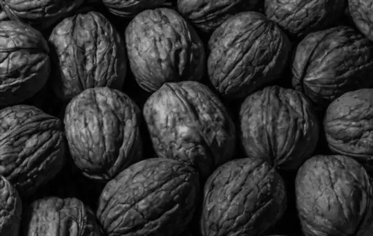 how to prepare and cook black walnuts