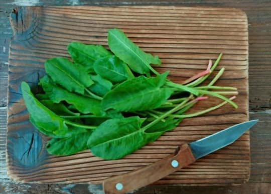 The 3 Best Substitutes for Sorrel