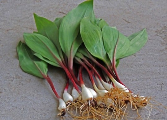 what are ramps