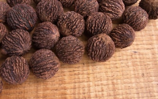 what do black walnuts taste like