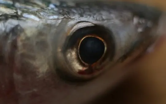what do fish eyes taste like