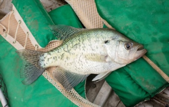 The 5 Best Substitutes for Crappie