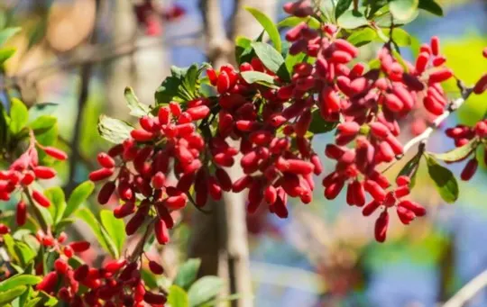 The 5 Best Substitutes for Barberries