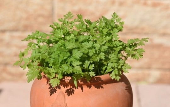 The 5 Best Substitutes for Chervil
