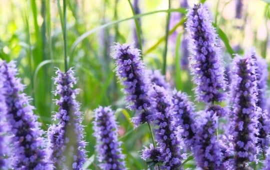 The 5 Best Substitutes for Hyssop