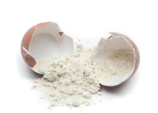 The 5 Best Substitutes for Egg White Powder