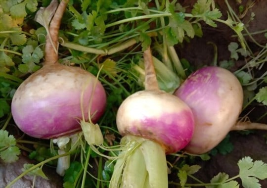What Do Turnips Taste Like? Do Turnips Taste Good?