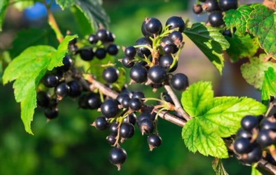 The 5 Best Substitutes for Currants