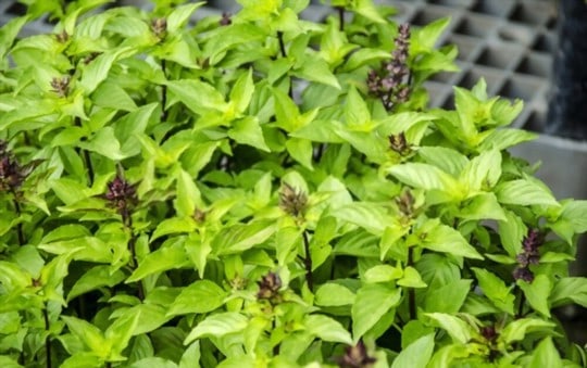 The 4 Best Substitutes for Thai Basil in Cooking
