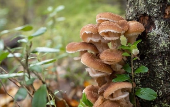 What Do Honey Mushrooms Taste Like? Do They Taste Good?
