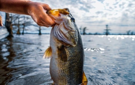 What Does Largemouth Bass Taste Like? Does it Taste Good?