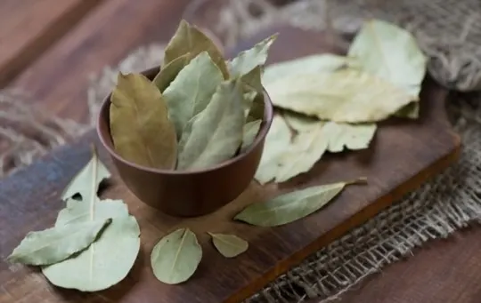 How Long Do Bay Leaves Last? Do They Go Bad?