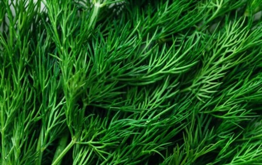 Fresh Dill vs Dried Dill: Which is a Better Option?