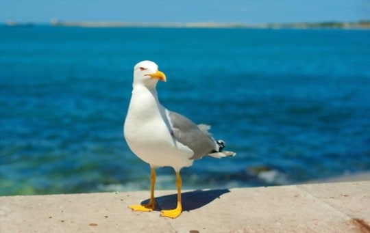 What Do Seagulls Taste Like? Do They Taste Good?
