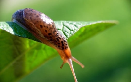 What Do Slugs Taste Like? Do They Taste Good?